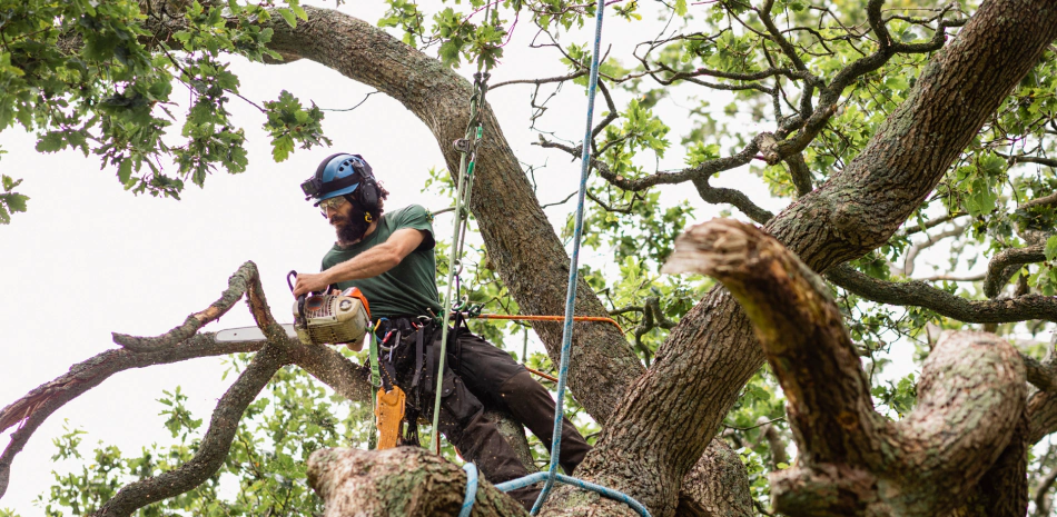 Big Tree Jobs