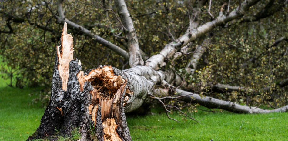 Tree Damage and Removal