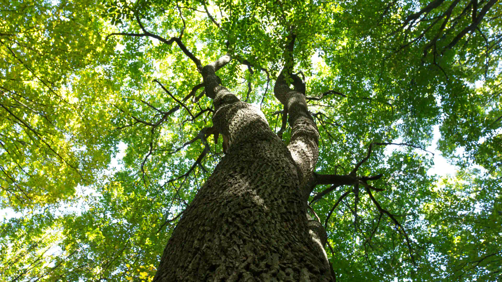 bottom view tree 1080