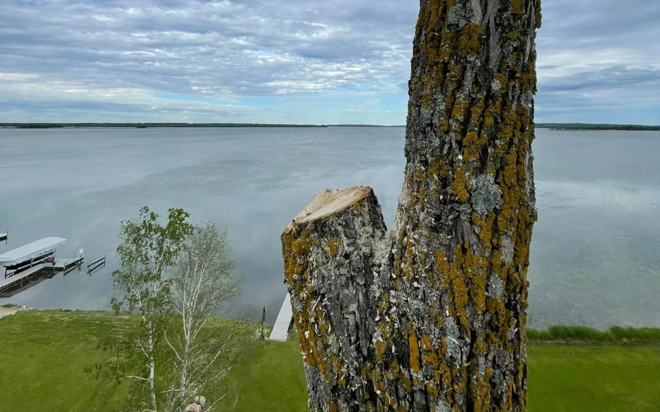 broken tree web