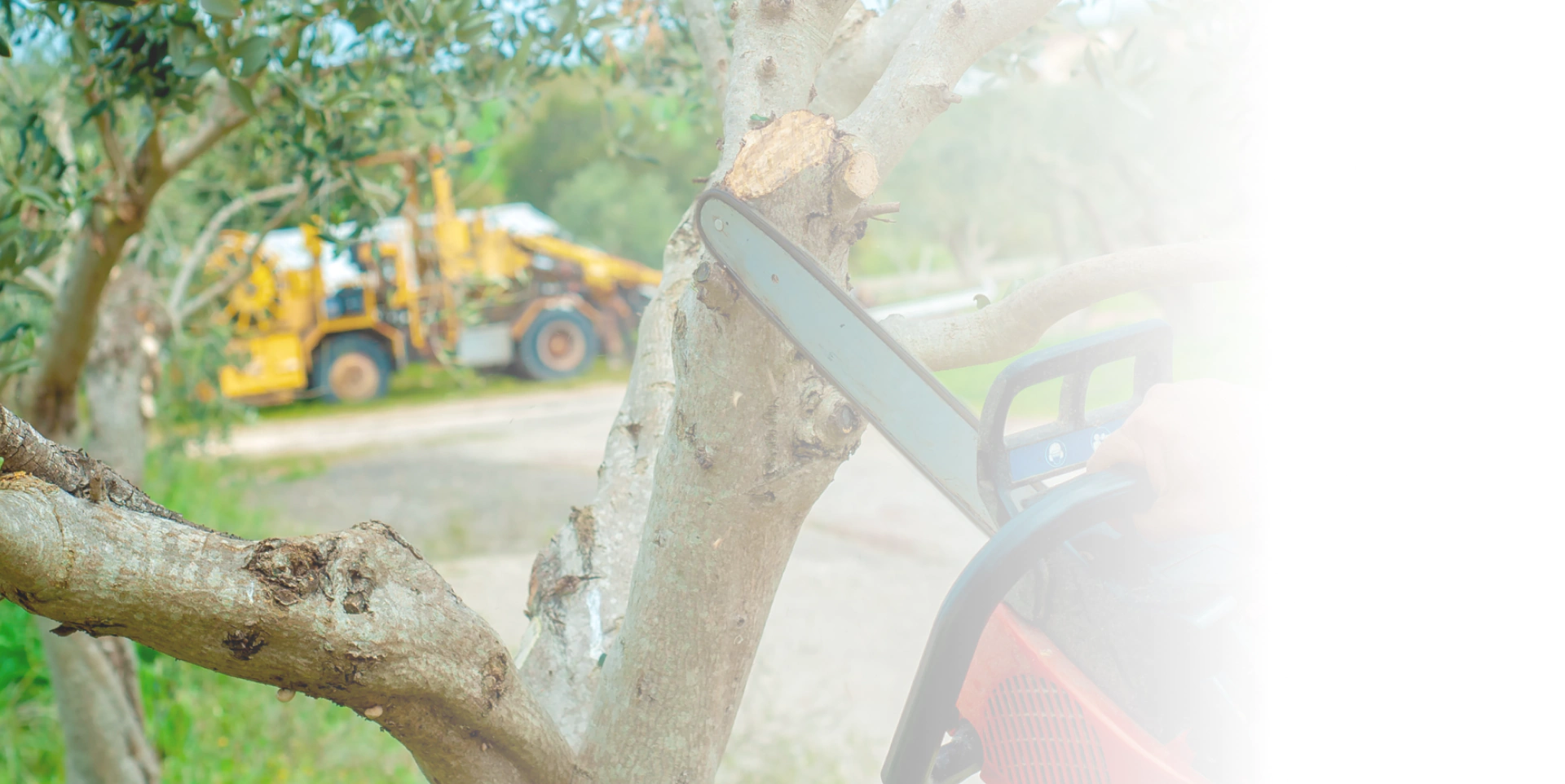 trimming the tree block